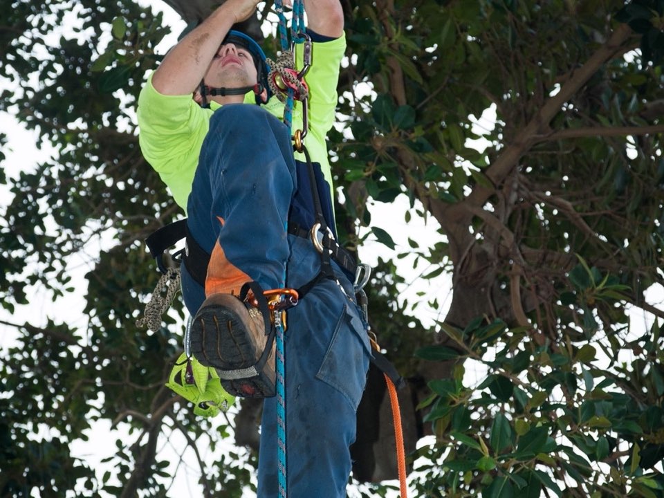 Qualified arborist working in a mature tree during an Enviro Trees UK survey in Oxfordshire