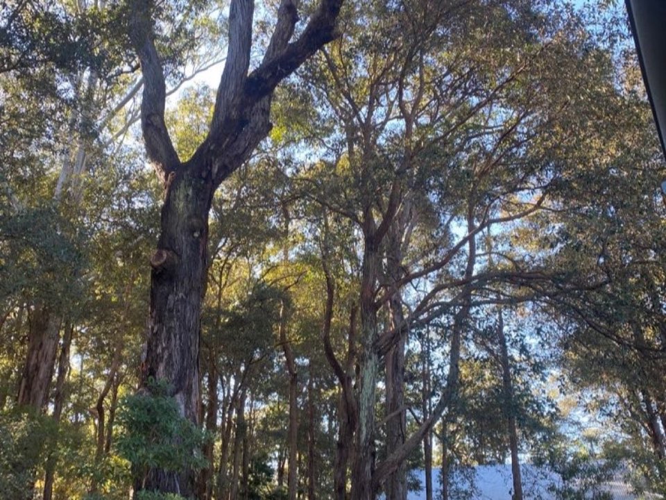 Mature trees in Oxfordshire parkland with a property visible in the background